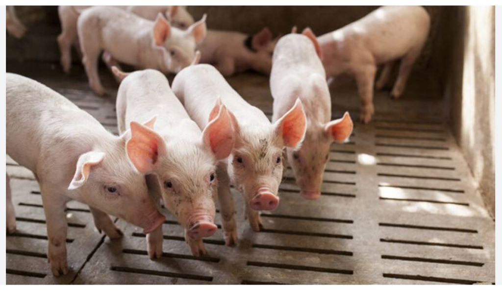 Pig Farming In Nigeria Practical Steps To Make Sucess Business Anthem