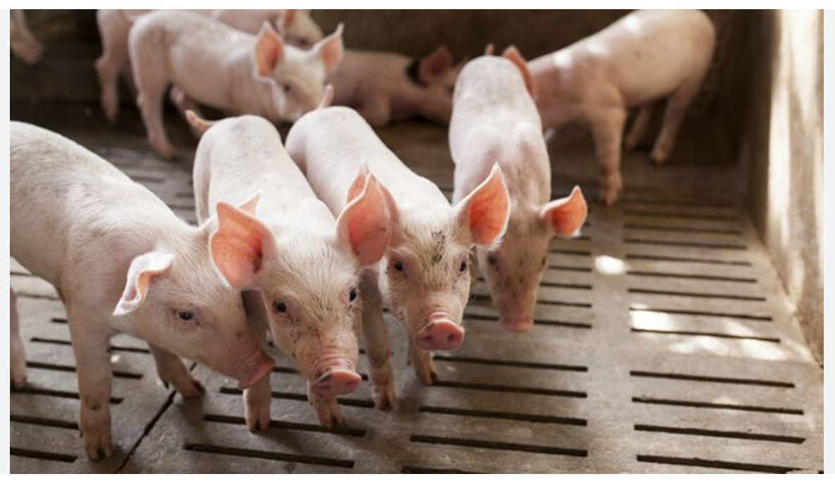 Pig farming in Nigeria
